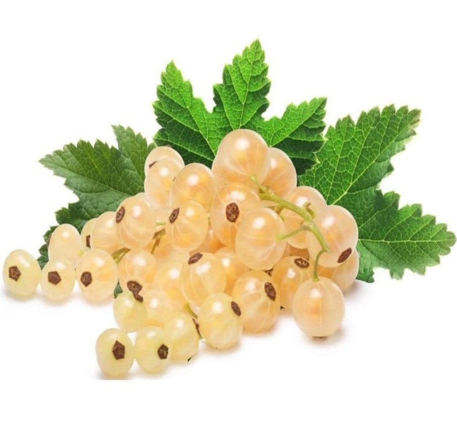 نهال انگور وایت کارنت